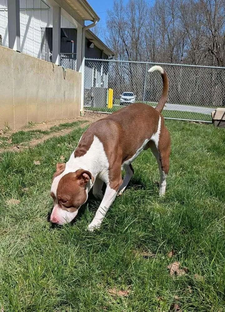 Snickers thumbnail 2