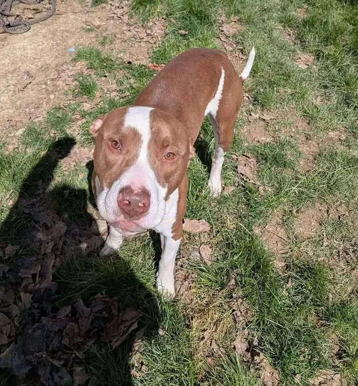 Snickers thumbnail 3