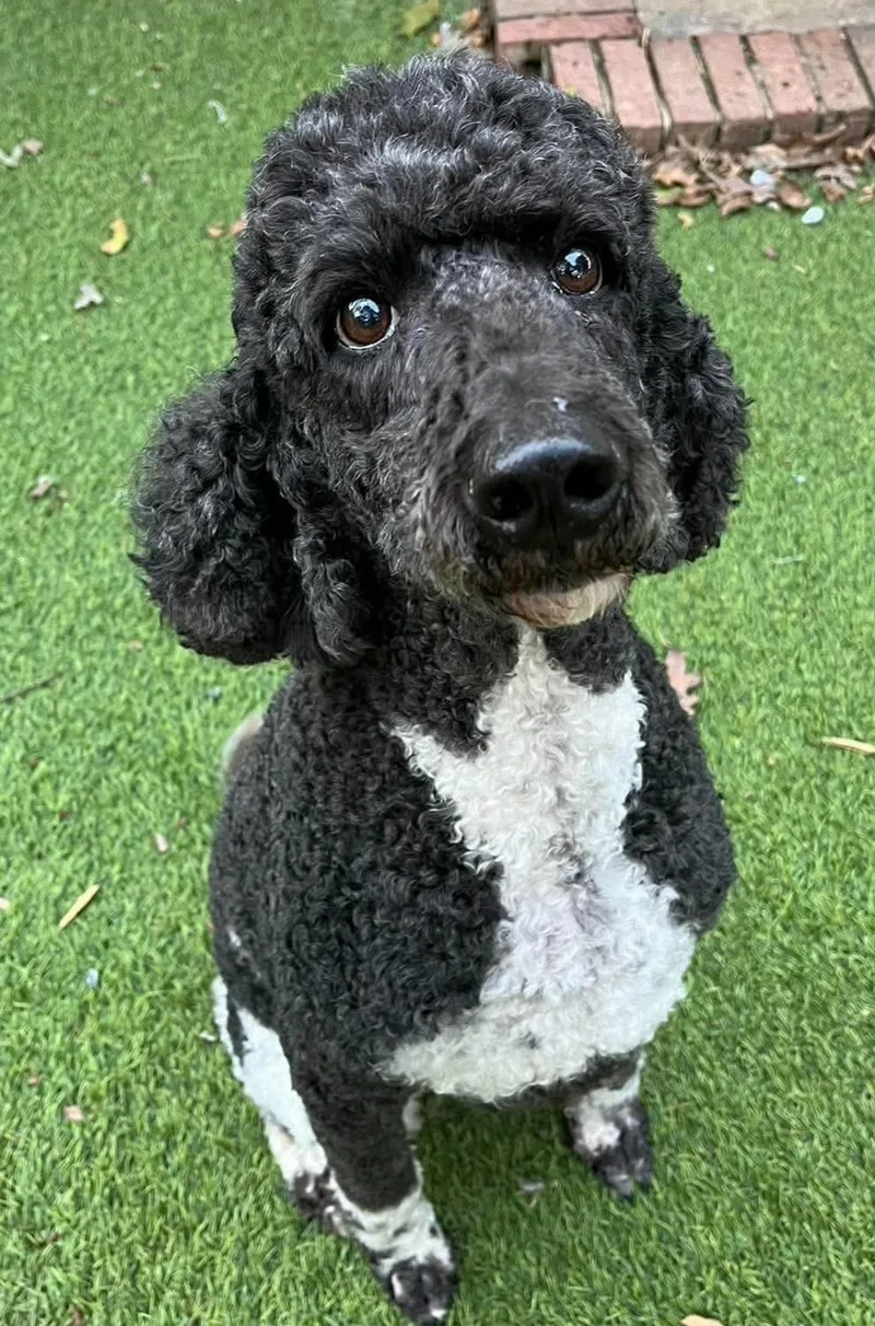 An adult medium-sized female Standard Poodle dog named Matilda for adoption in Cochran, GA