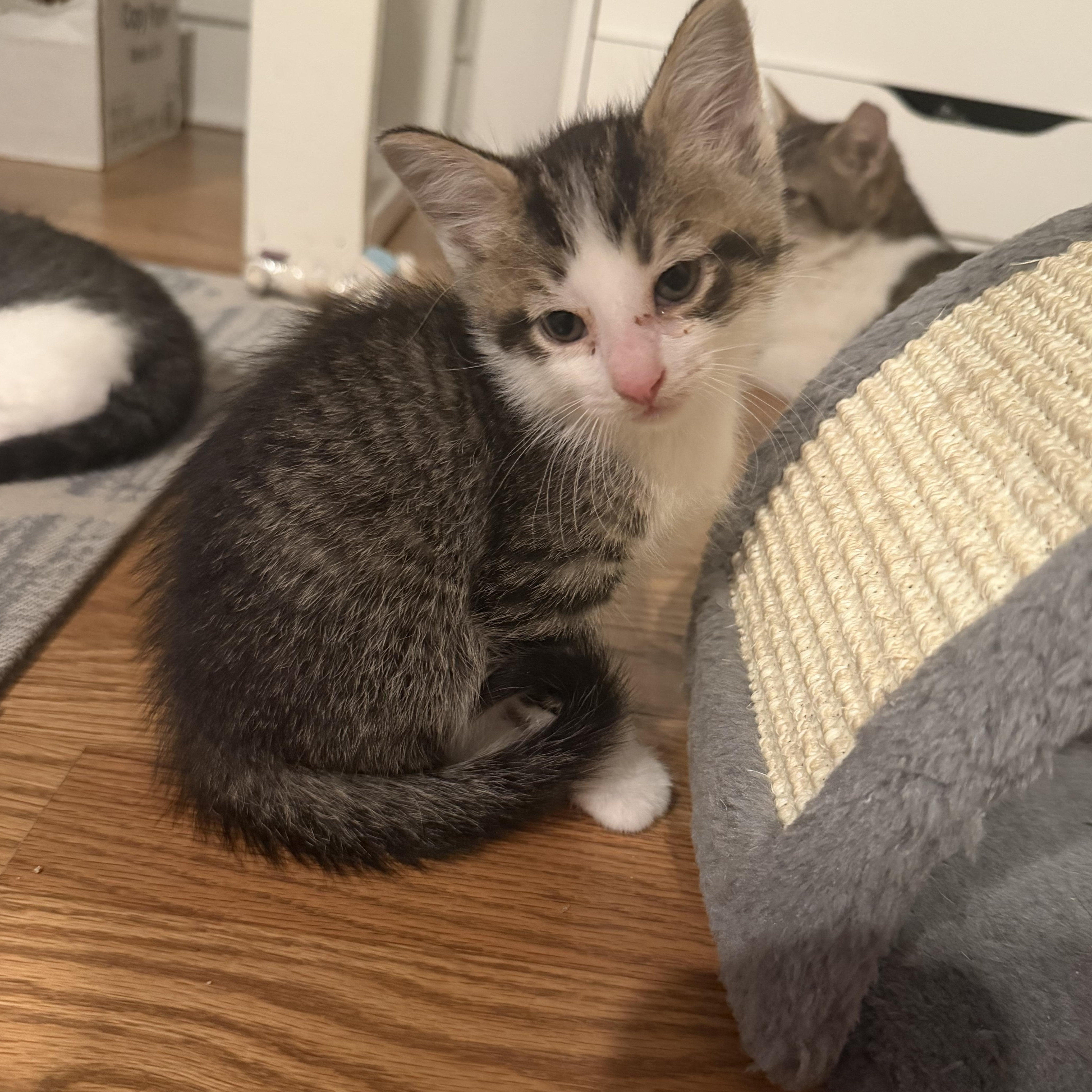 A baby large-sized male Tabby (Brown / Chocolate) Domestic Short Hair cat named Shawn for adoption in Rochester Hills, MI