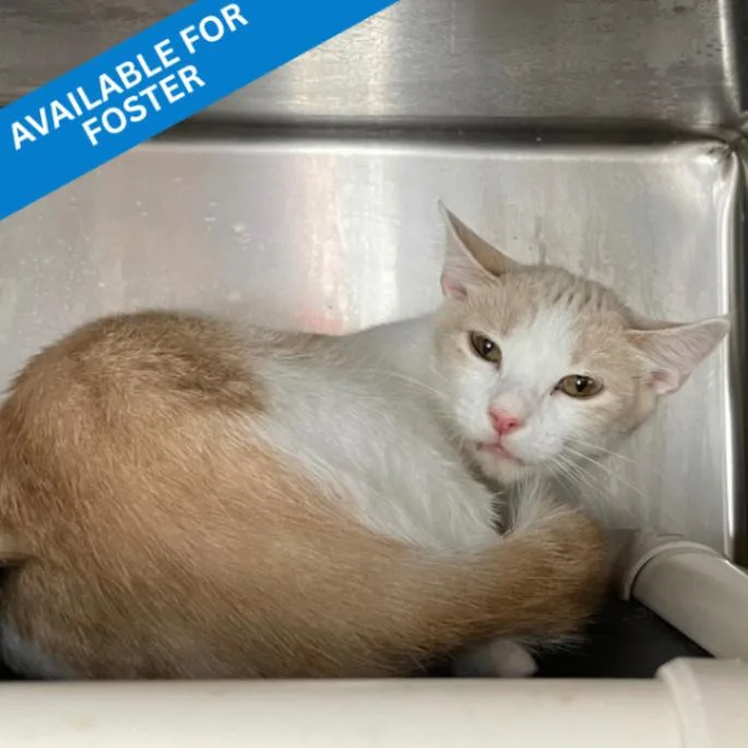 A young medium-sized female Domestic Short Hair cat named Eve for adoption in Roanoke, VA