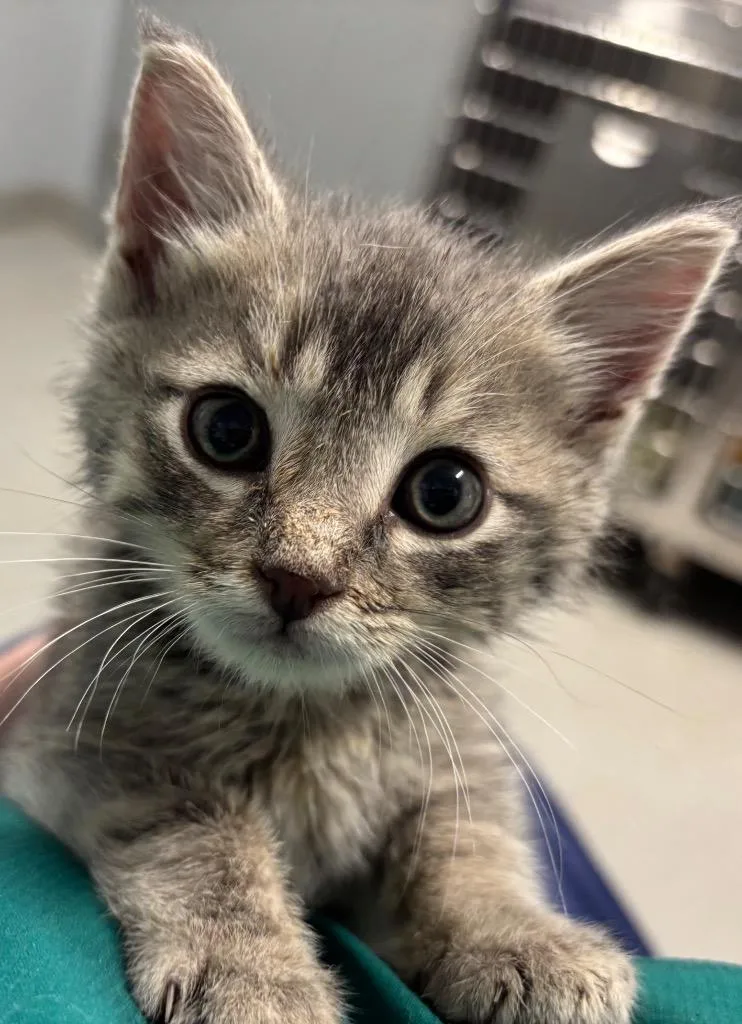 A baby medium-sized male Domestic Short Hair cat named Earthquake for adoption in Bloomington, IN