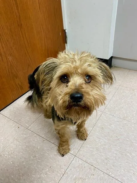 Chico