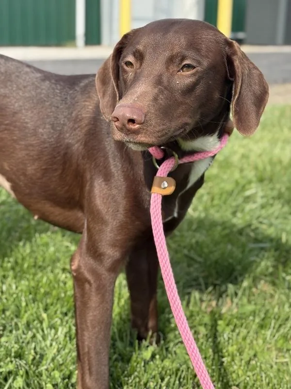 A young medium-sized female Labrador Retriever dog named Sweet Pea for adoption in Lancaster, OH