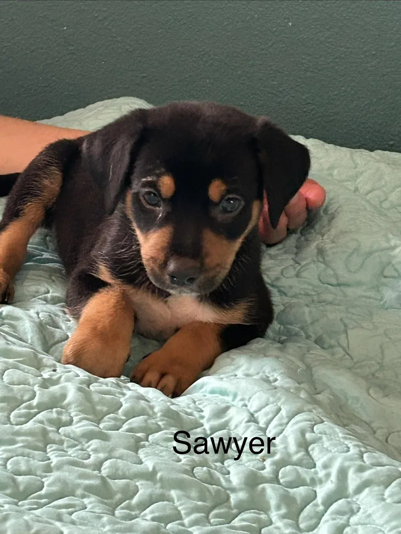 A baby medium-sized male Tricolor (Brown, Black, & White) Mixed Breed dog named Sawyer for adoption in Texarkana, TX