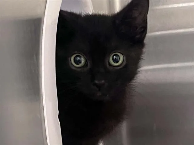 A baby small-sized male Domestic Short Hair cat named Mustang for adoption in Tustin, CA