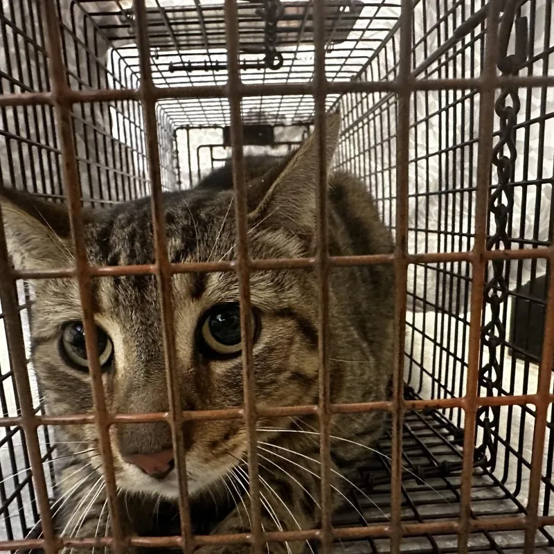 An adult small-sized male Brown / Chocolate Domestic Short Hair cat named Napa for adoption in Philadelphia, PA