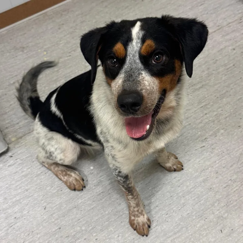 A young medium-sized male White / Cream Australian Cattle Dog / Blue Heeler dog named Oscar for adoption in Elizabeth City, NC