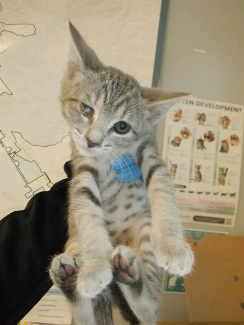 A baby small-sized female Domestic Short Hair cat named Zoe for adoption in San Jose, CA