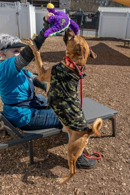 An adult medium-sized male Mixed Breed dog named Richy Rich for adoption in Chamblee, GA
