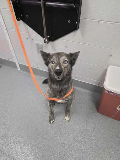 An adult large-sized male Cattle Dog dog named Titus for adoption in Sevierville, TN