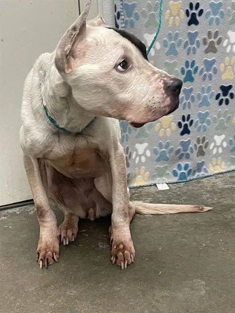 An adult medium-sized female Pit Bull Terrier dog named Peaches for adoption in Rosenberg, TX