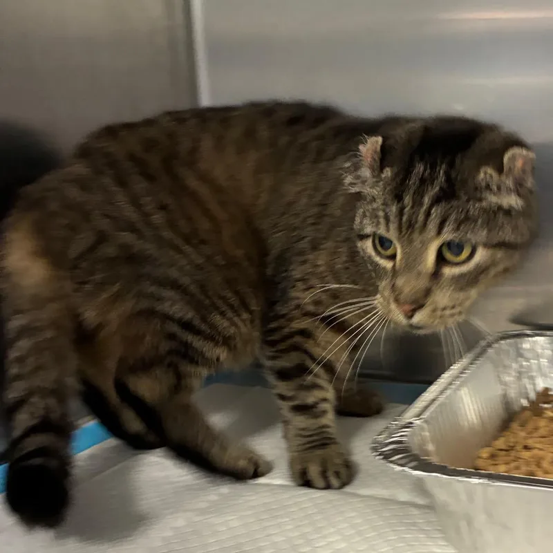 A senior medium-sized female Gray / Blue / Silver Domestic Medium Hair cat named Penelope for adoption in Greensboro, NC