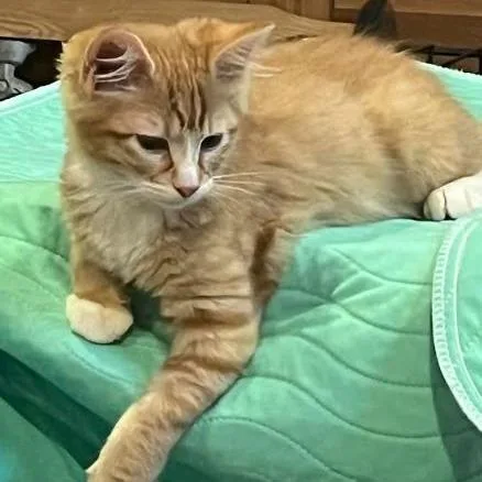 A baby small-sized male Orange / Red Domestic Long Hair cat named Butterscotch for adoption in Grand Island, NE