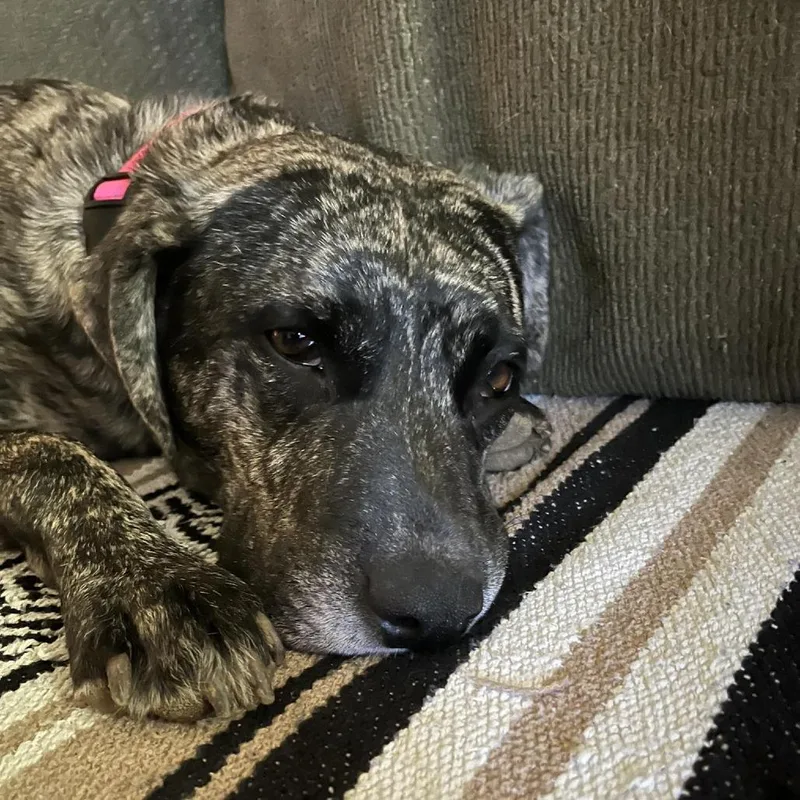 Daisy Duke thumbnail 3