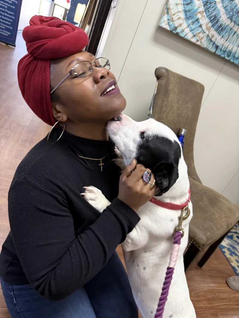 A baby small-sized female Basset Hound dog named Ren for adoption in Queen City, TX