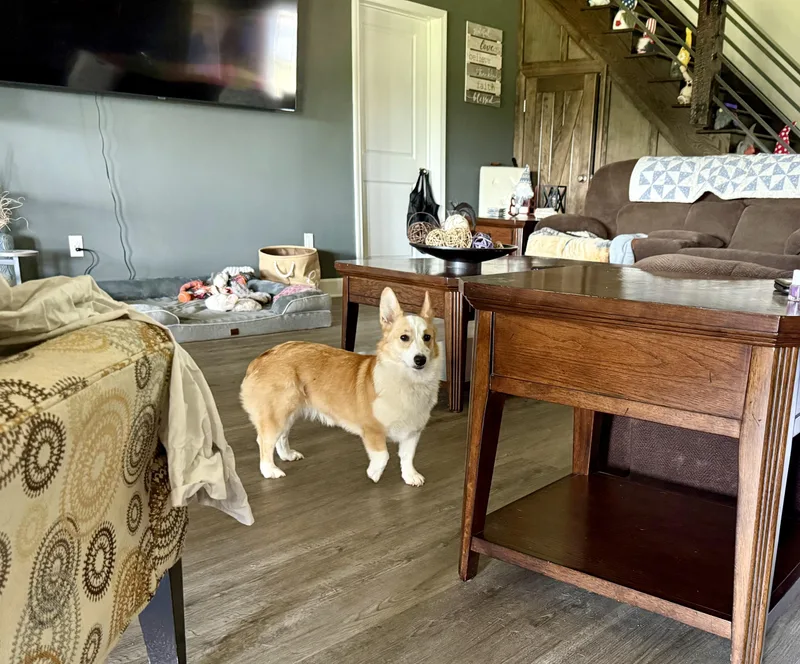 A young medium-sized female Pembroke Welsh Corgi dog named Happy for adoption in Mexico, MO