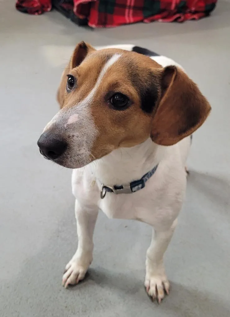 A baby small-sized male Beagle dog named Greg for adoption in Lawrenceburg, TN