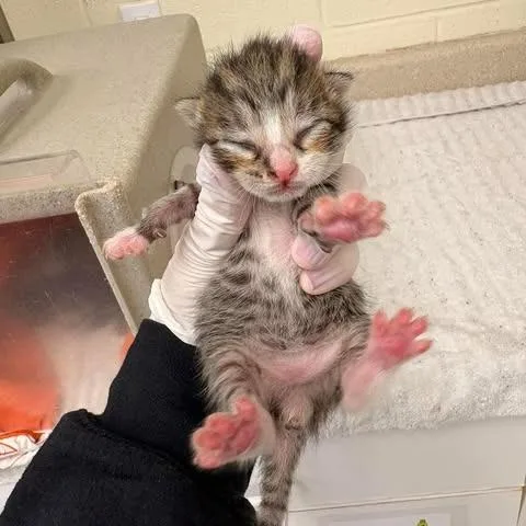 A baby small-sized male Brown / Chocolate Domestic Short Hair cat named Pebble for adoption in Bastrop, TX