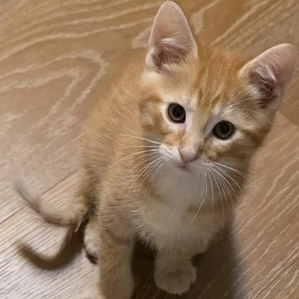 A baby small-sized male Tabby (Orange / Red) Domestic Short Hair cat named Cringle for adoption in Rochester, MN