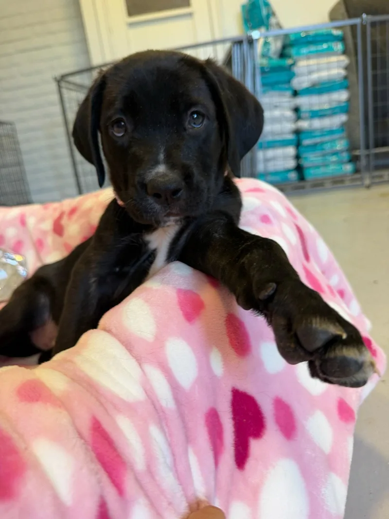 A young medium-sized female Cane Corso dog named Pearl for adoption in Glendale, AZ