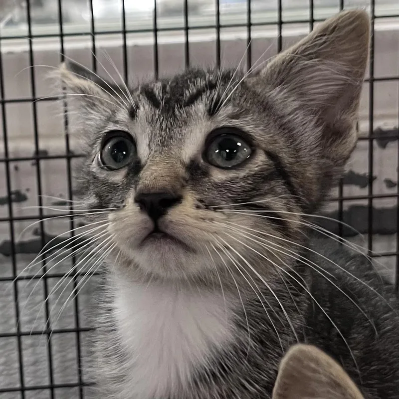 A baby small-sized male Domestic Short Hair cat named Joey for adoption in Los Angeles, CA