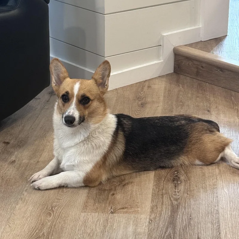 A young small-sized female Pembroke Welsh Corgi dog named Glenda for adoption in Bradenton, FL