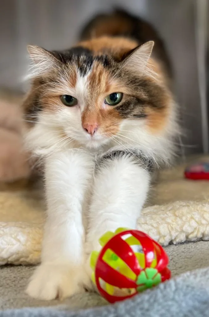 Peachie Moon thumbnail 2