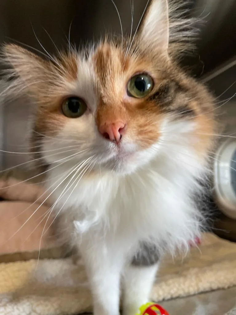 Peachie Moon thumbnail 3