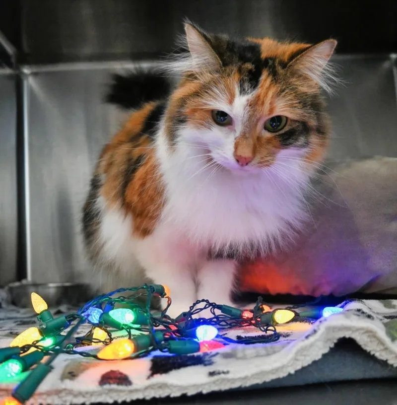 Peachie Moon thumbnail 4