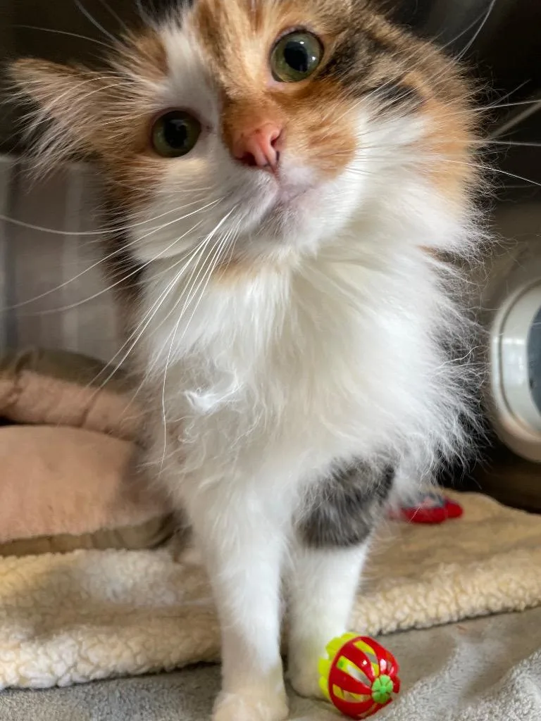 Peachie Moon thumbnail 5