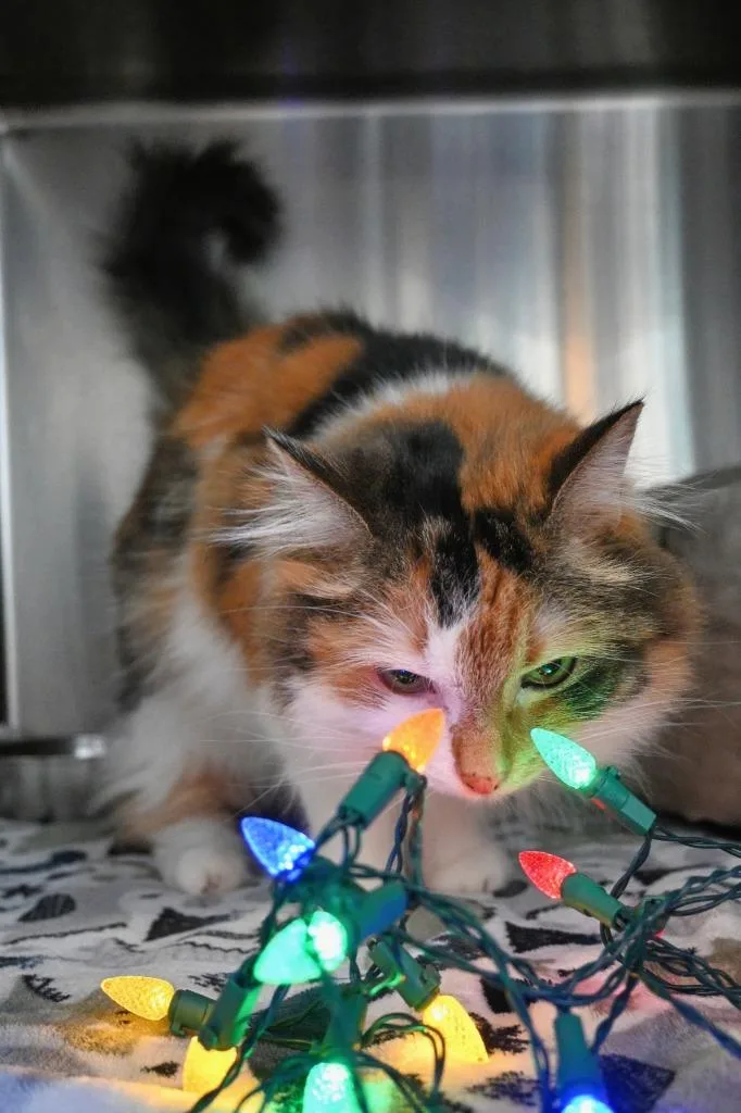 Peachie Moon thumbnail 6