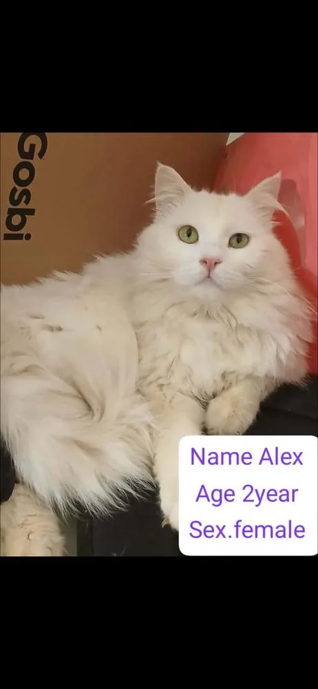 An adult large-sized female White Turkish Angora cat named Alex for adoption in Randolph, MA