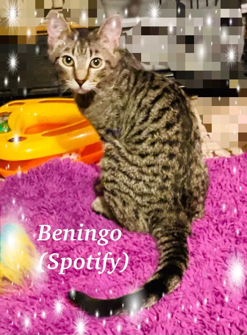 Beningo thumbnail 2