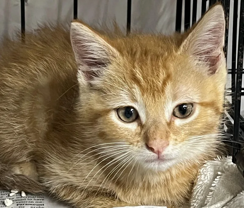 A young medium-sized male Tabby (Orange / Red) Domestic Short Hair cat named Soda Pop for adoption in Williamsburg, VA