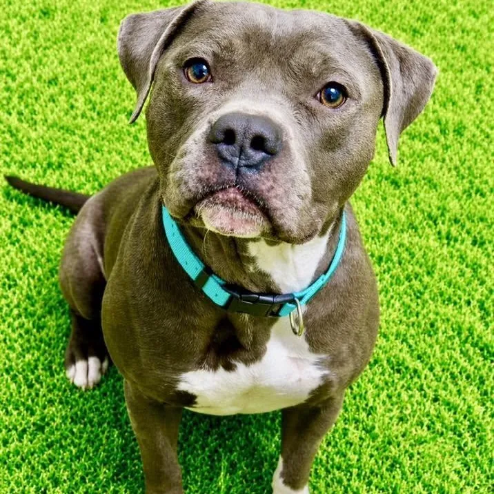 An adult large-sized male Gray / Blue / Silver Pit Bull Terrier dog named Nathan for adoption in Battle Creek, MI