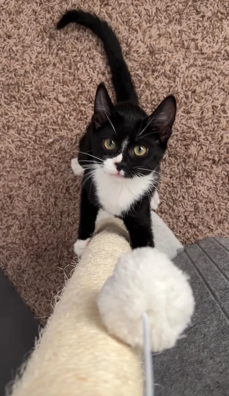 A baby medium-sized female Black & White / Tuxedo Domestic Short Hair cat named Zigwan for adoption in Las Vegas, NV