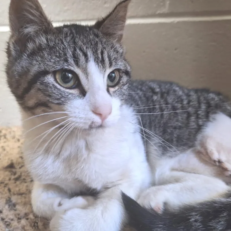 A young small-sized male Brown / Chocolate Domestic Short Hair cat named Calvin Coot for adoption in Albert Lea, MN
