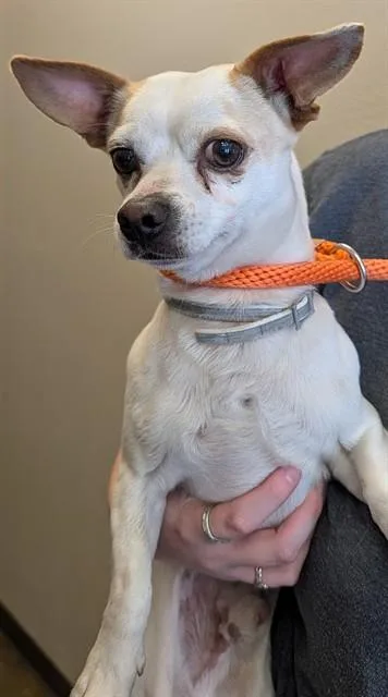 An adult small-sized male Chihuahua dog named Julio for adoption in Ontario, CA