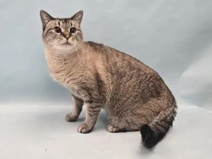 A senior small-sized female Domestic Short Hair cat named Mia for adoption in Coon Rapids, MN