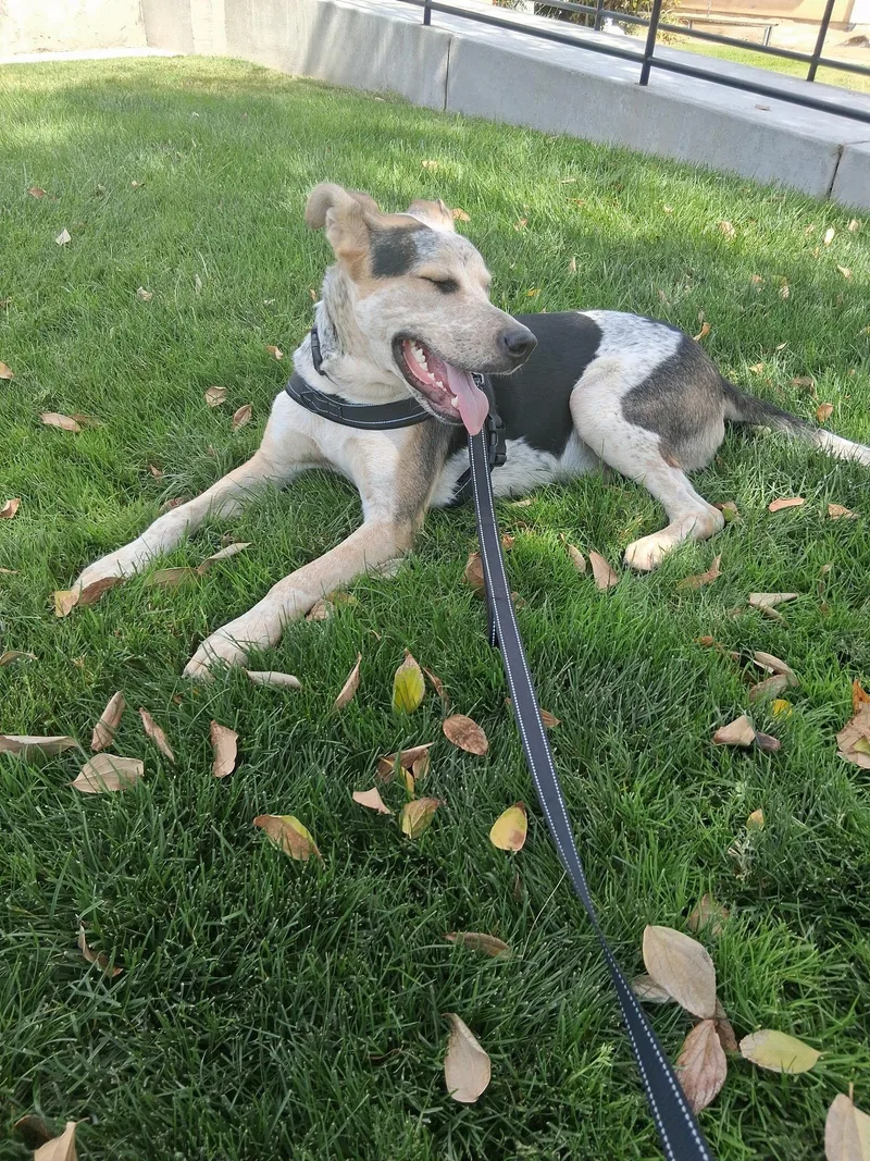 A young large-sized male Great Dane dog named Oreo for adoption in Santa Clara, CA