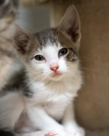 A baby small-sized male Domestic Short Hair cat named Wridley for adoption in Pequot Lakes, MN