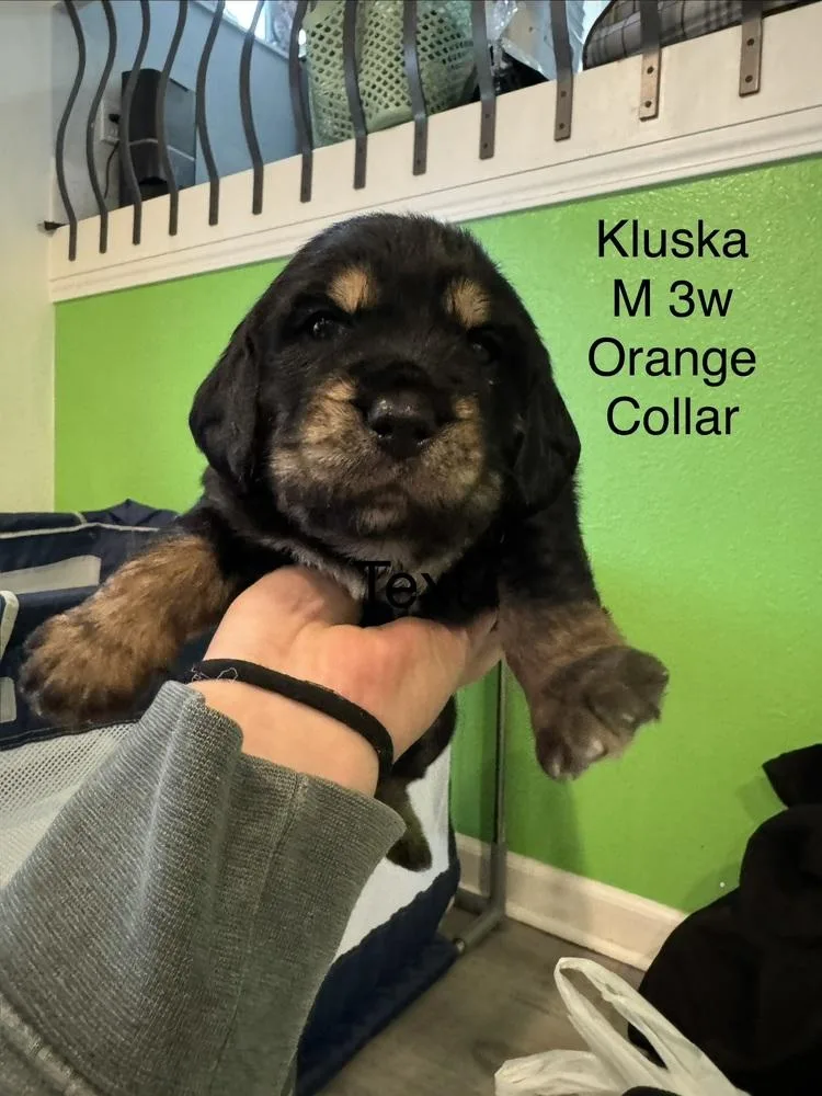 A baby small-sized male Brown / Chocolate Terrier dog named Kluska for adoption in Colorado Springs, CO