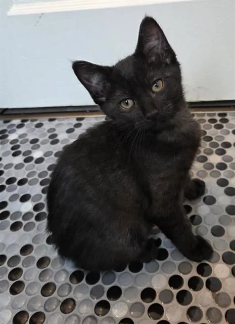 A baby small-sized male Domestic Short Hair cat named Little Runt for adoption in Peoria, IL