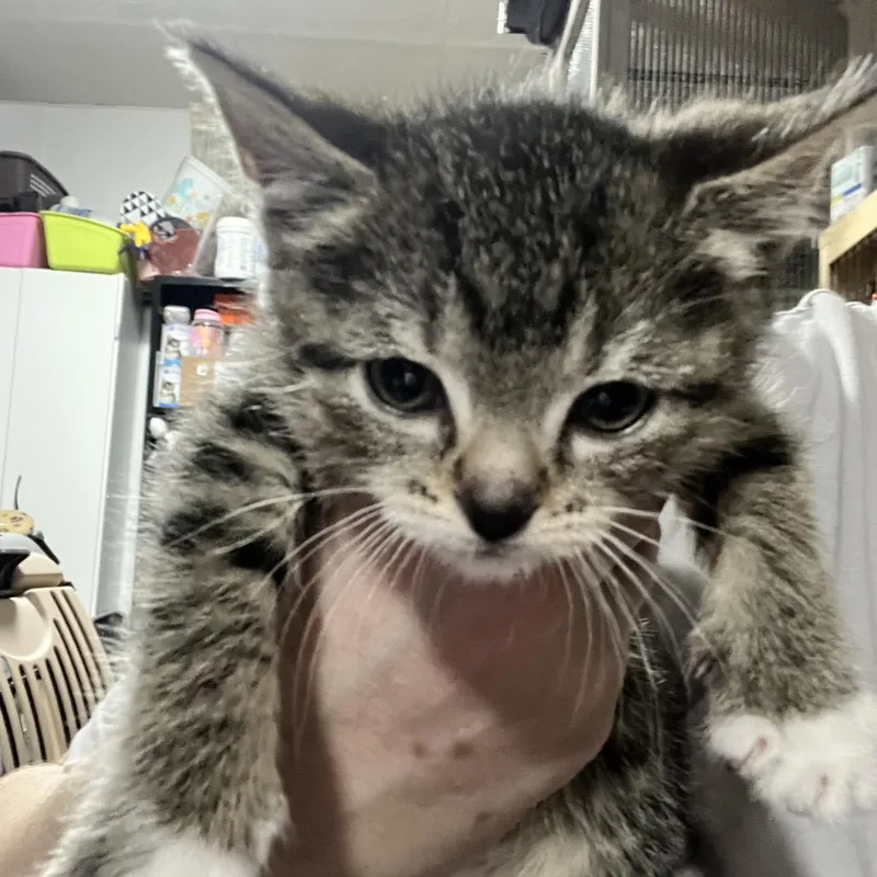A baby small-sized male Brown / Chocolate Domestic Short Hair cat named Birch for adoption in Sioux Falls, SD