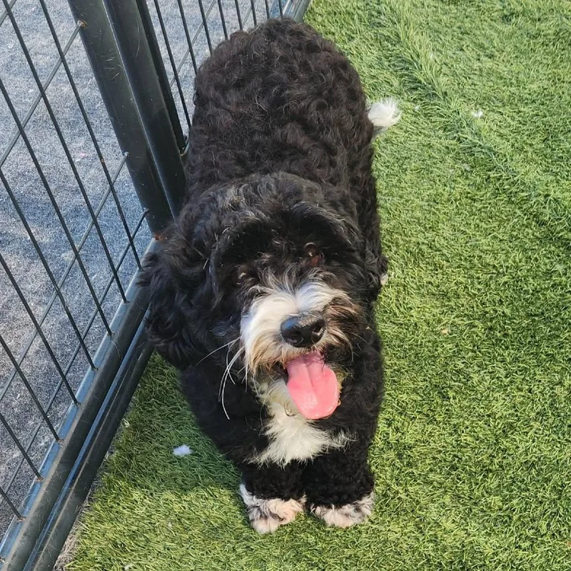 Max