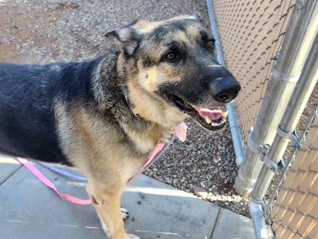 An adult large-sized male German Shepherd Dog dog named Picard for adoption in Phoenix, AZ