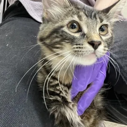 A baby medium-sized female Domestic Medium Hair cat named Goddess for adoption in Rapid City, SD