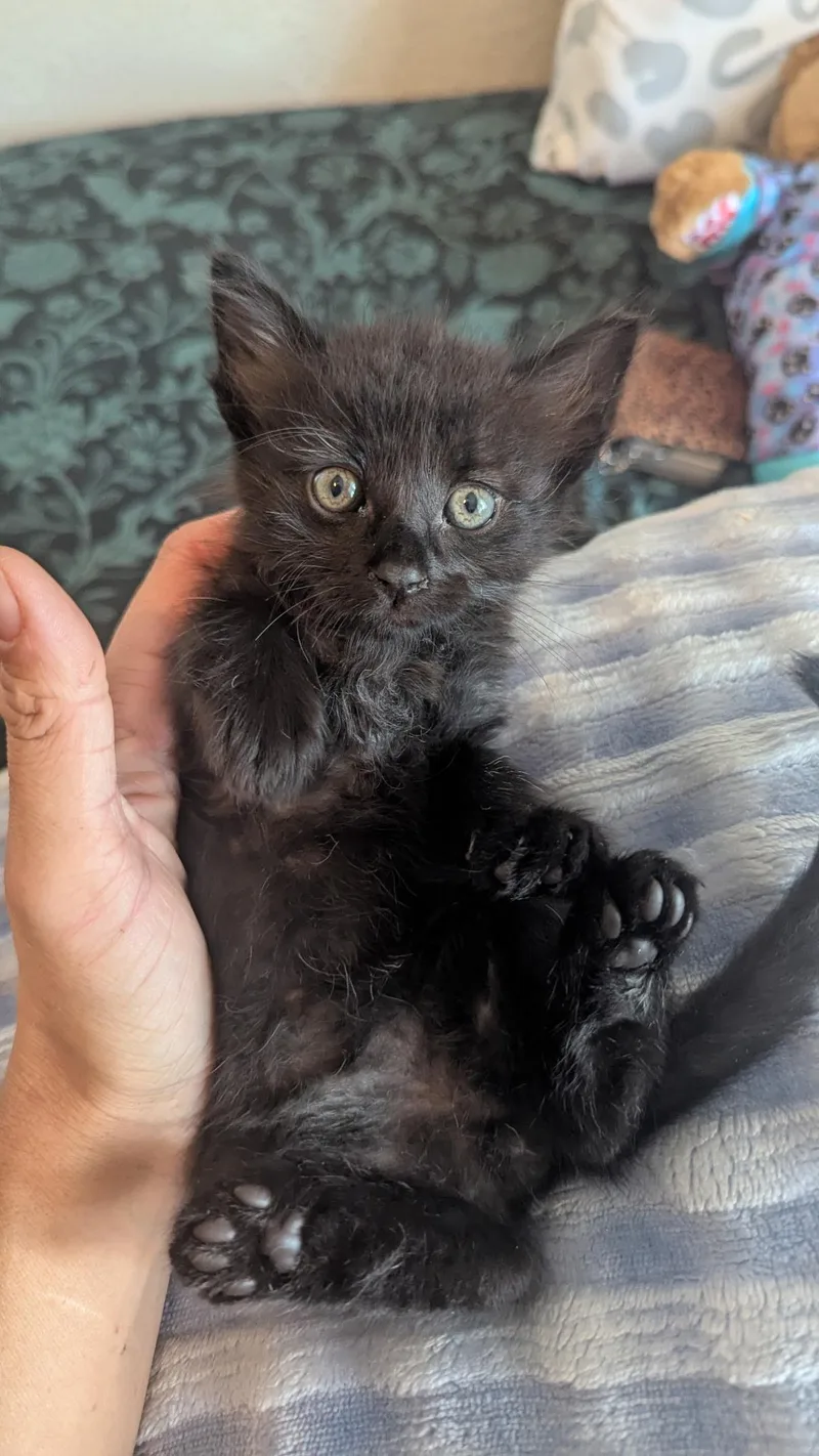 A baby small-sized male Domestic Short Hair cat named Lucien for adoption in Long Beach, CA