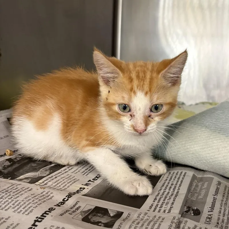 A baby small-sized male Orange / Red Domestic Short Hair cat named Orange for adoption in San Antonio, TX